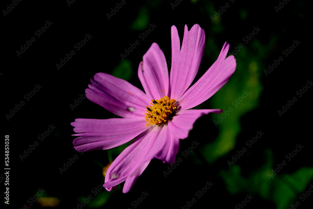 Fototapeta premium コスモス