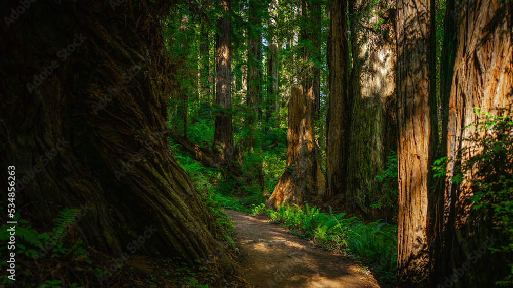 Autumn rainforest footpath in Redwoods State and National Forest park in California