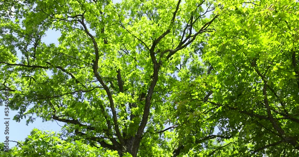 Trees growing in the forest in the summer, tall deciduous trees are illuminated by sunlight Trees growing in the forest in the summer, tall deciduous trees are illuminated by sunlight