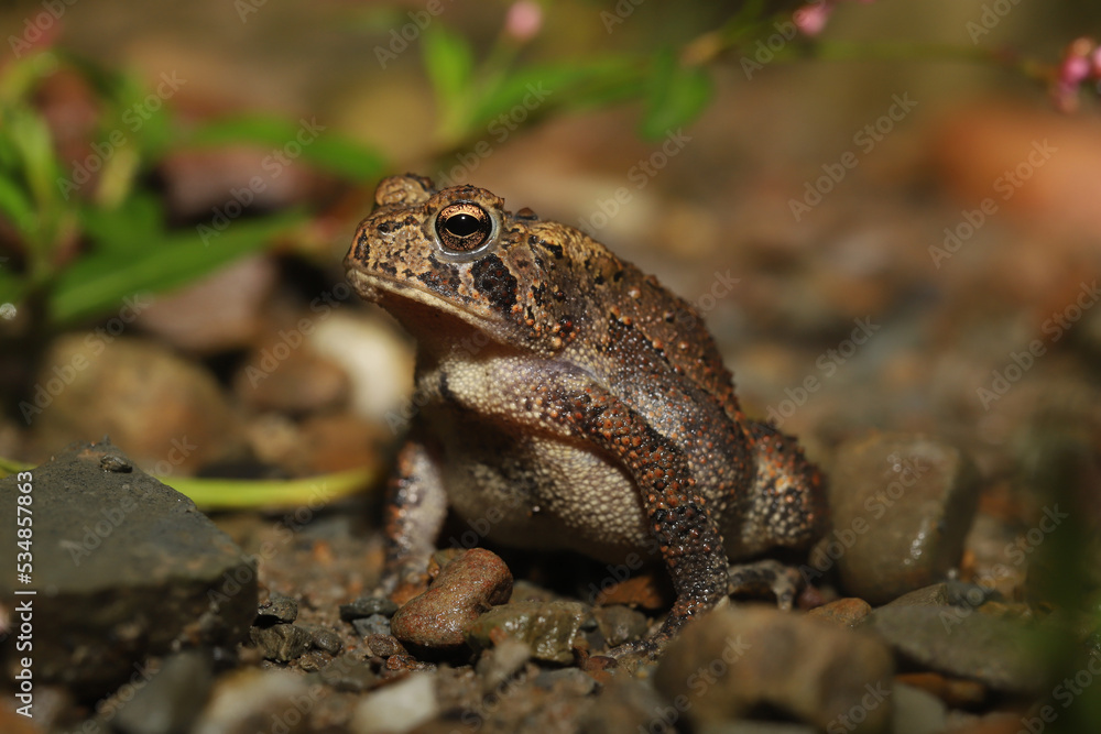 Close up of an alert-looking American toad (Anaxyrus americanus). Close up of an alert-looking American toad (Anaxyrus americanus).