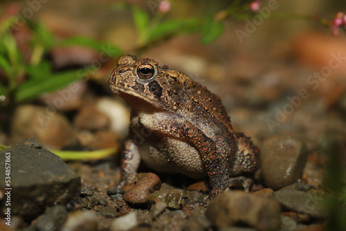 Close up of an alert-looking American toad (Anaxyrus americanus). 