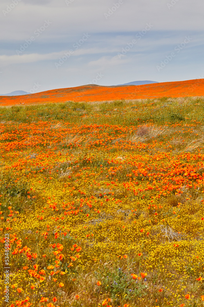 Wild field covered in yellow and orange flowers growing in beautiful rolling hills