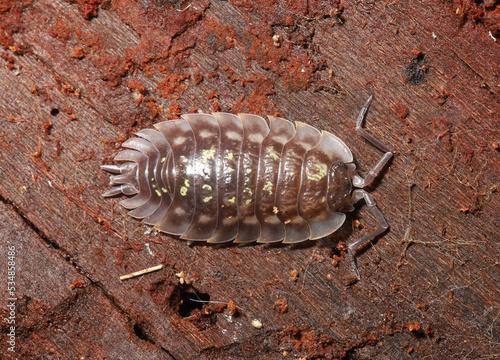 Close-up of a common shiny woodlouse (Oniscus asellus) found under a log in Ohio. These invertebrates are known by a variety of names including sowbug and pillbug. 