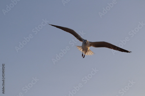 Fotos Gaivota Voando   Pictures Seagull Flying
