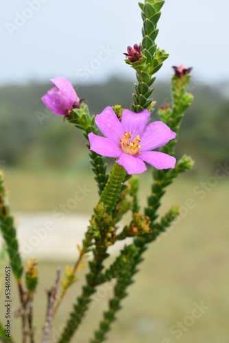 Microlicia sp - Campo rupestre MG