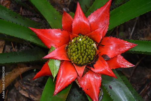 Wittrockia gigantea - MG