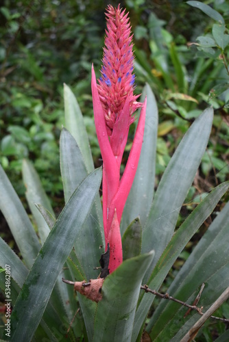 Aechmea - MG