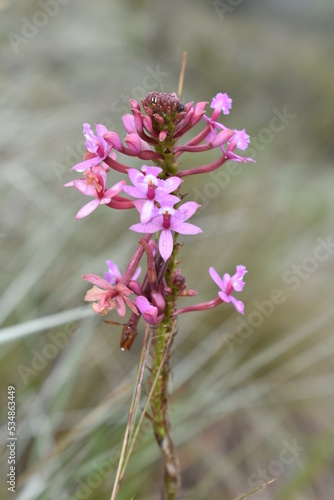 Epidendrum secundum -MG