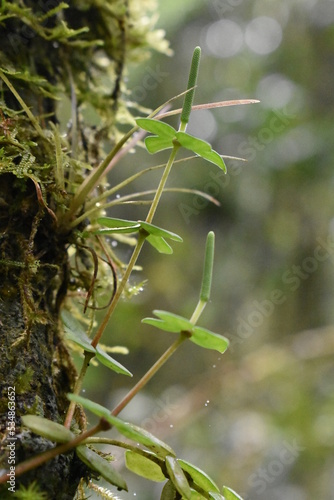 Epífitas vasculares - campo rupestre