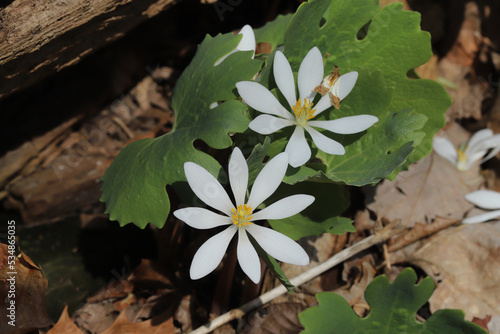 Two flowers of the bloodroot plant (Sanguinaria canadensis).  photo
