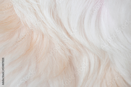 white dog fur texture close-up