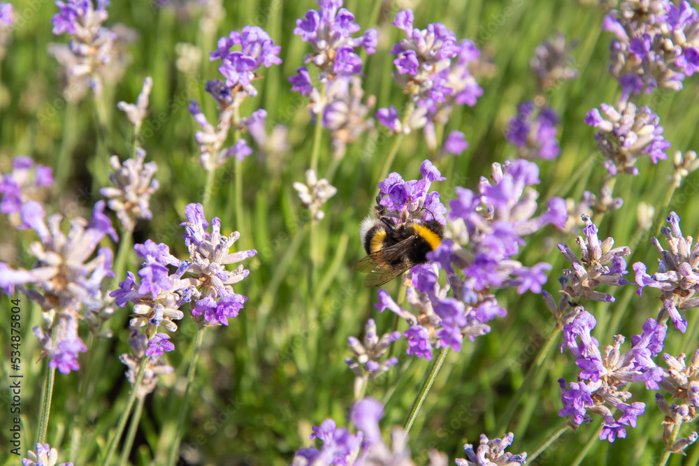 striped bumblebees and bees collect nectar and pollinate purple lavender flowers striped bumblebees and bees collect nectar and pollinate purple lavender flowers