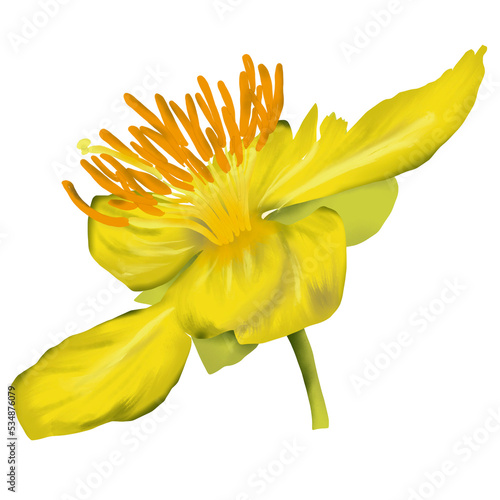 yellow flower mikkymouse