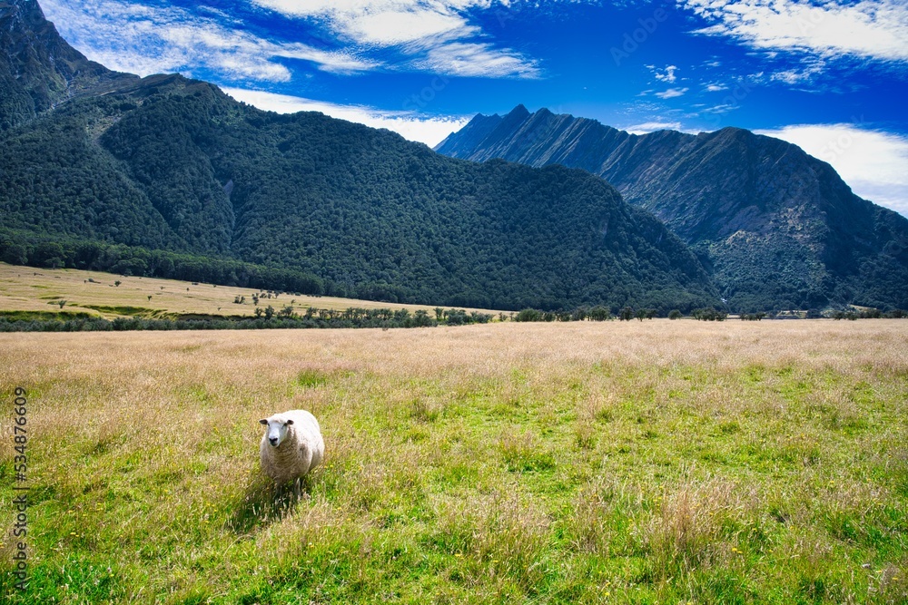 Sheep in the Matukituki Valley, Mt. Aspiring National Park, New Zealand