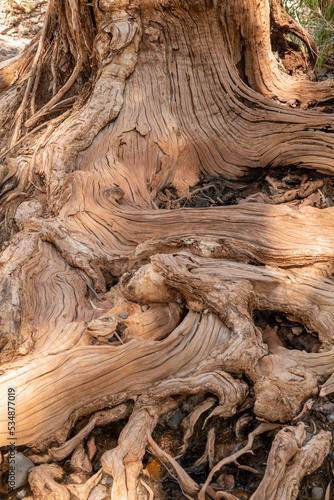 Tree toots and bark texture  photo