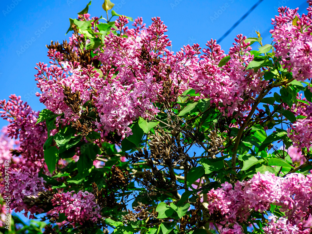 spring branches of fragrant tender blooming lilac spring branches of fragrant tender blooming lilac