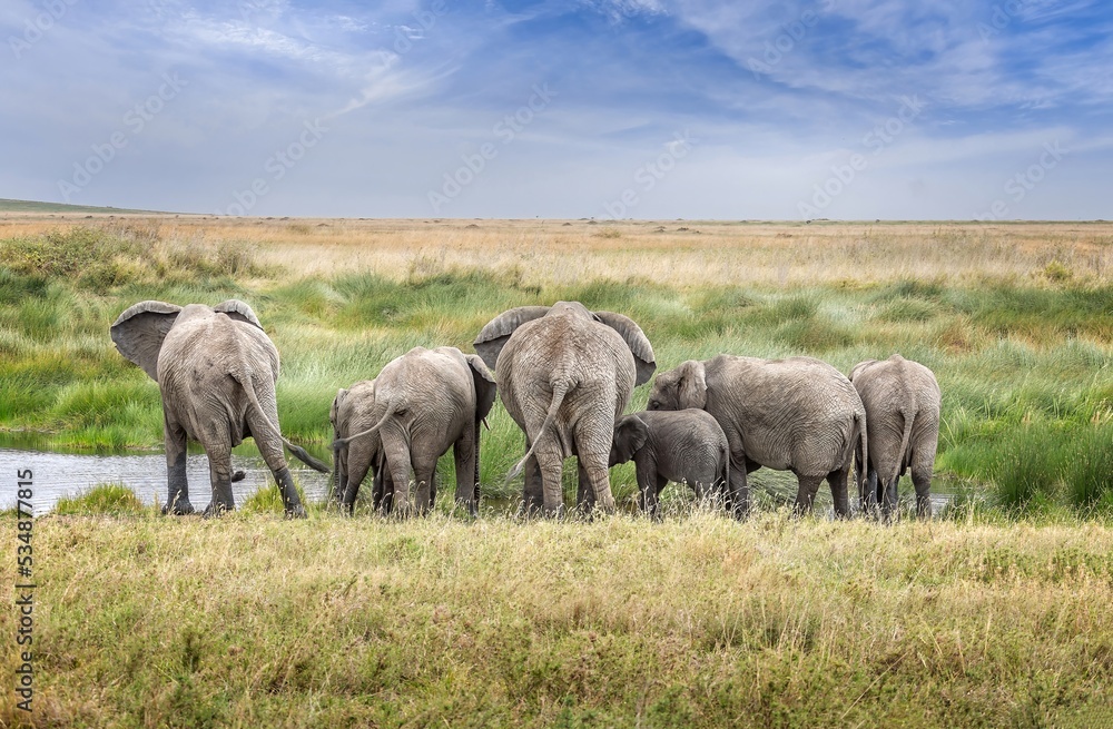 A family of elephants drinking in the Serengeti National Park, Tanzania A family of elephants drinking in the Serengeti National Park, Tanzania