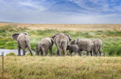A family of elephants drinking in the Serengeti National Park, Tanzania