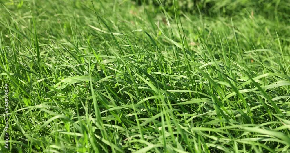 Green repeatedly mown grass in the meadow, moving from the wind green grass in the field in summer Green repeatedly mown grass in the meadow, moving from the wind green grass in the field in summer