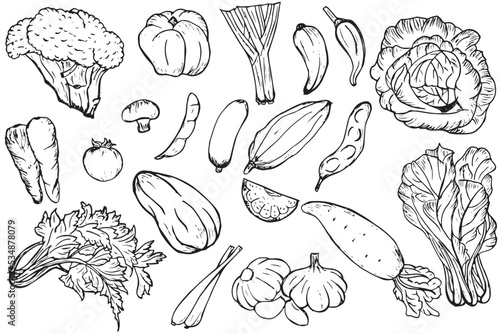 freehand drawing vagatebles seemless doodles pattern : celery, tomato, cabbage, chili, broccoli, radish, etc line art outline easy to edite