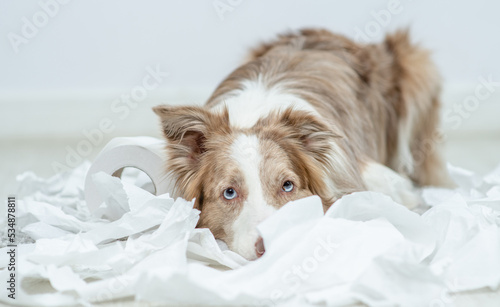Fényképezés Border collie puppy with guilty expression after play with unrolling toilet paper