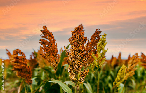 Bild auf Leinwand Biofuel and new boom Food, Sorghum Plantation industry