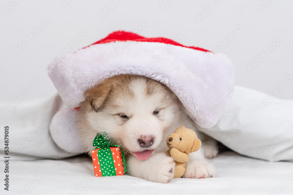 Peluche alaskan malamute cheap