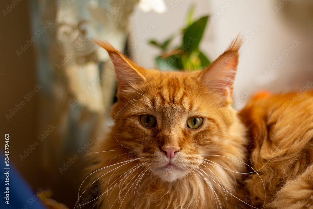 Portrait of a ginger Maine Coon cat named Archibald, Kharkiv, Ukraine Portrait of a ginger Maine Coon cat named Archibald, Kharkiv, Ukraine