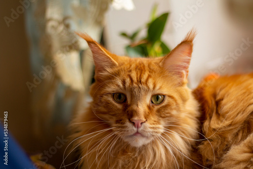 Portrait of a ginger Maine Coon cat named Archibald, Kharkiv, Ukraine © glebantiy