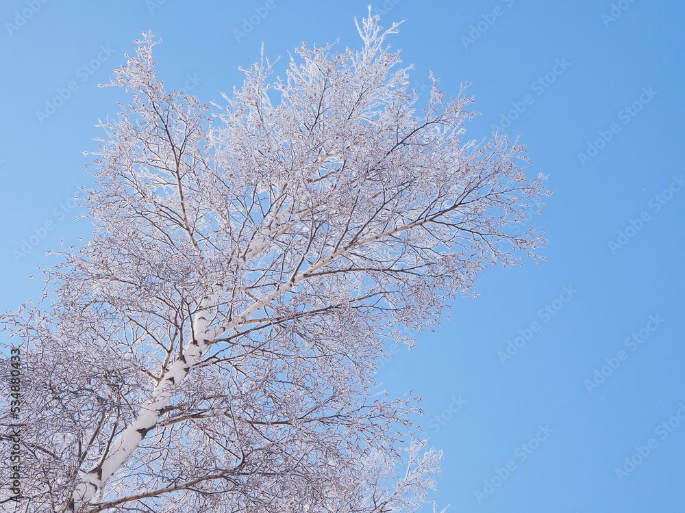The crown of a birch against a blue clear sky in winter. Bottom view. Fluffy fresh snow lies on the branches of the tree. Illustration or background on the theme of a clear frosty winter day The crown of a birch against a blue clear sky in winter. Bottom view. Fluffy fresh snow lies on the branches of the tree. Illustration or background on the theme of a clear frosty winter day