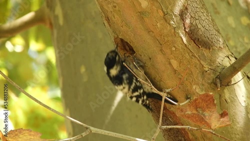 a small bird - a small spotted woodpecker hollows out a hollow in the trunk of a plane tree on a sunny day in early October.