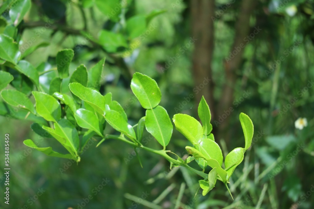 Close-up of kaffir lime leaves on a medicinal plant for medicinal or cooking purposes Close-up of kaffir lime leaves on a medicinal plant for medicinal or cooking purposes