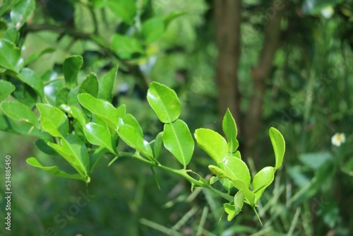 Close-up of kaffir lime leaves on a medicinal plant for medicinal or cooking purposes