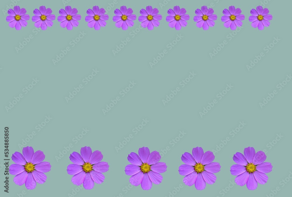Flower frame with cosmea flowers . Flower frame with cosmea flowers .