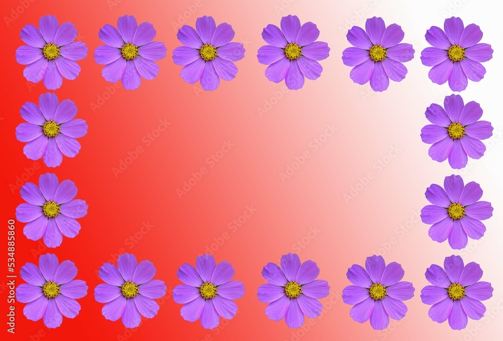 Flower frame with cosmea flowers .