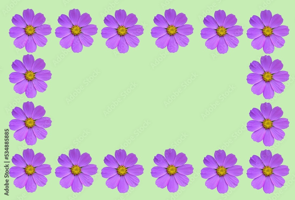 Fototapeta premium Flower frame with cosmea flowers .