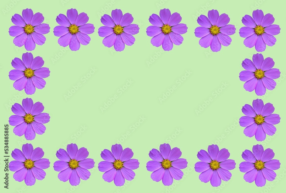 Flower frame with cosmea flowers .