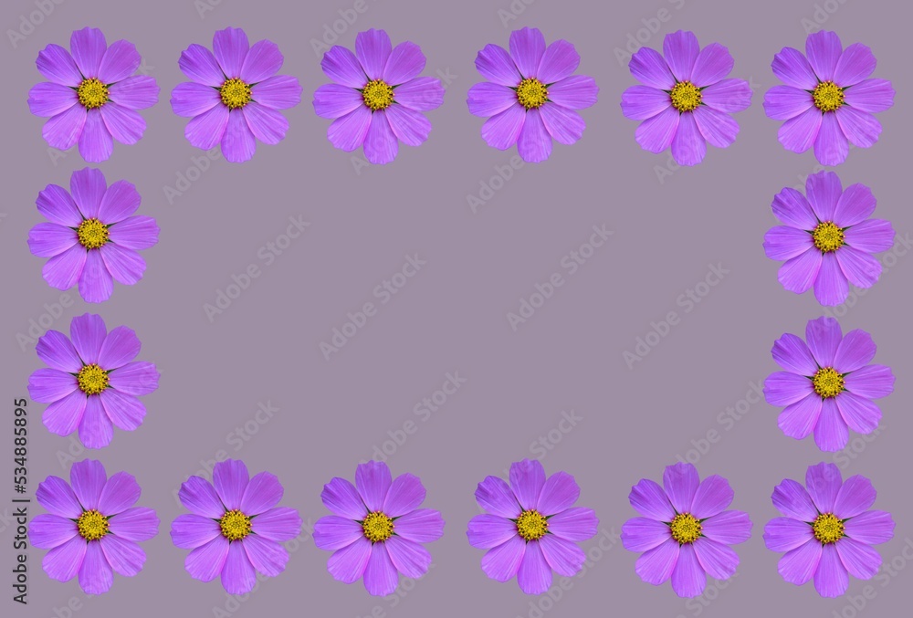 Flower frame with cosmea flowers . Flower frame with cosmea flowers .