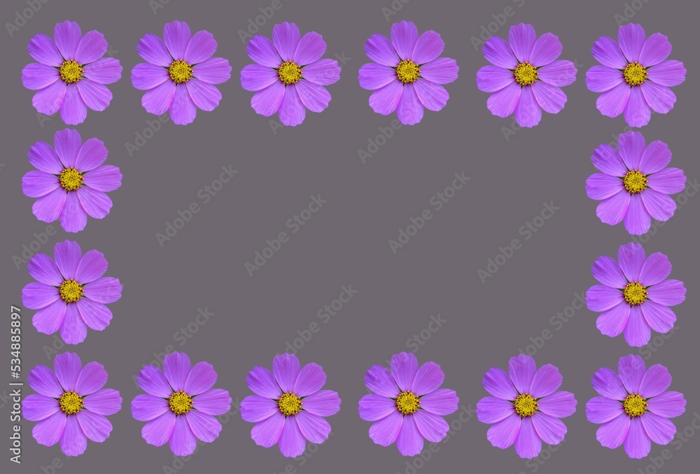 Flower frame with cosmea flowers . Flower frame with cosmea flowers .