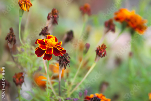 Blooming marigold flowers with orange and red petals on the green nature background. Native ukrainian tagetes flowers.