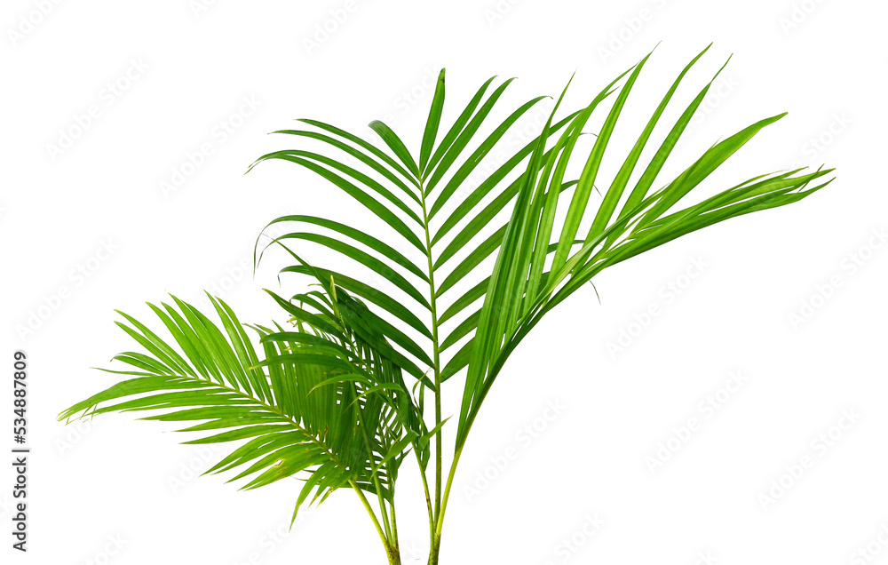 Fototapeta premium Tropical green palm leaf tree isolated on white background