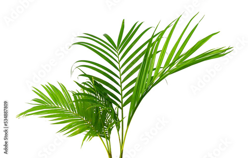 Tropical green palm leaf tree isolated on white background