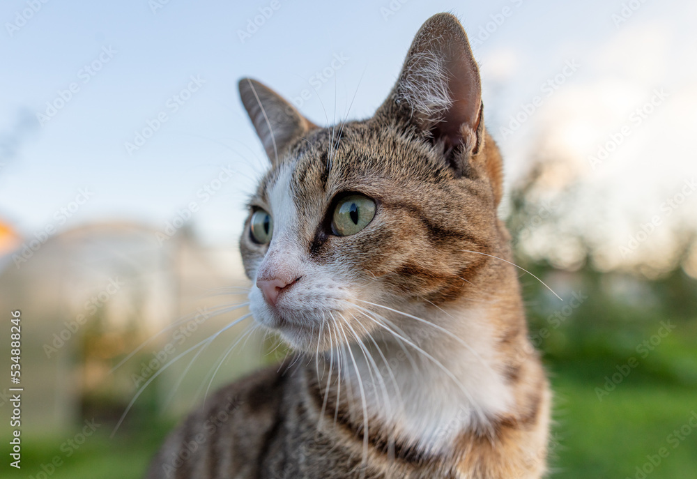Portrait of a cat in nature.