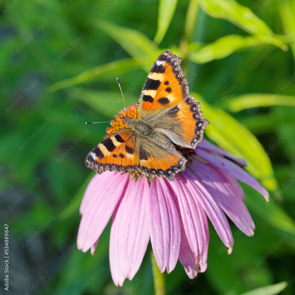 Butterfly urticaria (Lat. Aglais urticae) on the flower of Echinacea purpurea (Lat. Echinacea purpurea) Butterfly urticaria (Lat. Aglais urticae) on the flower of Echinacea purpurea (Lat. Echinacea purpurea)