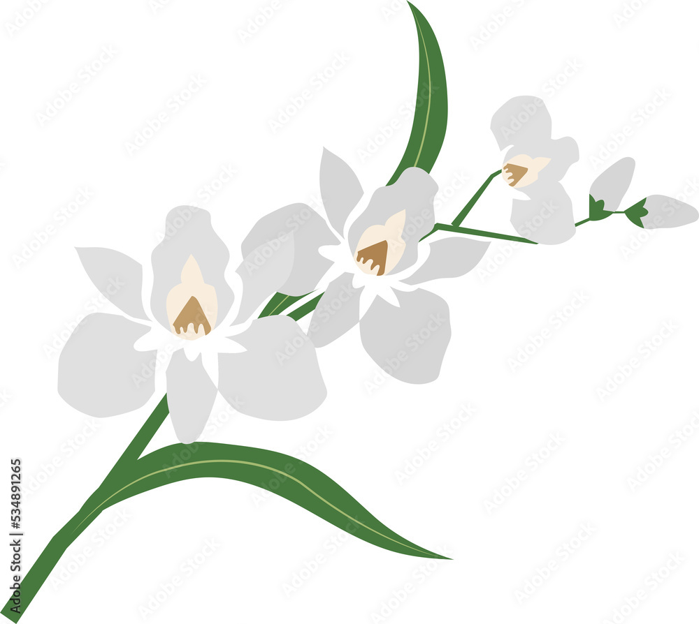 Obraz premium Cartoon botanic garden plant flower white orchid