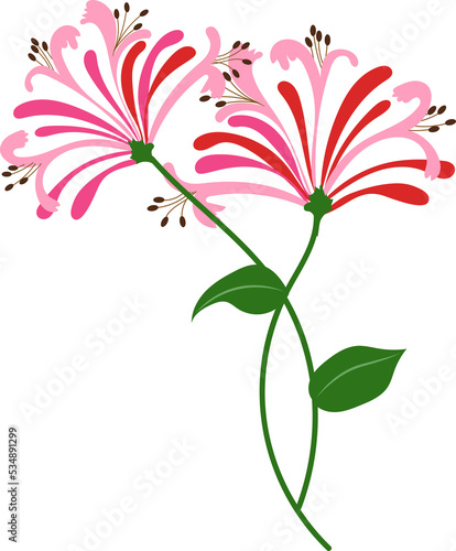 Cartoon botanic garden plant flower pink honeysuckle
