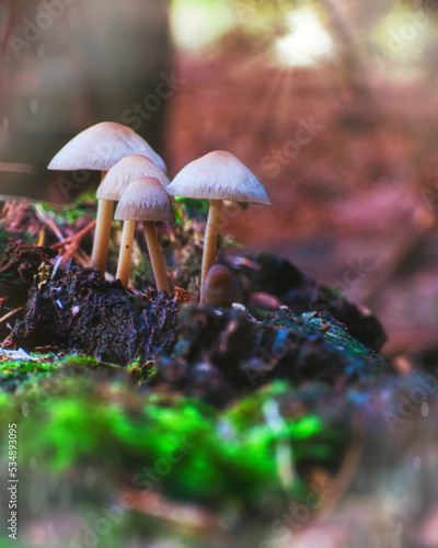 Waldpilz - High quality photo - Mushroom in the Forest - Photo Wallpaper 