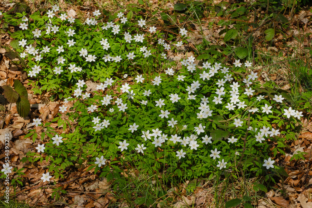 Obraz premium Buschwindröschen (Anemone nemorosa), Nationalpark Kellerwald-Edersee, Hessen, Deutschland, Europa