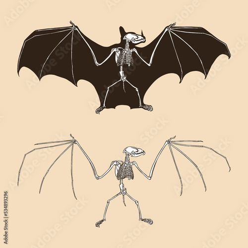Skeleton bat vector illustration
