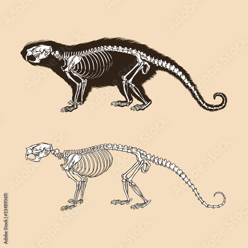 Skeleton brazilian porcupine vector illustration photo